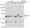 Annexin A7 antibody, STJ22622, St John