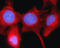 Gap Junction Protein Alpha 1 antibody, GTX54818, GeneTex, Immunofluorescence image 
