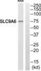 Solute Carrier Family 9 Member A6 antibody, PA5-39466, Invitrogen Antibodies, Western Blot image 