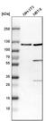 Aminoadipate-Semialdehyde Synthase antibody, PA5-54262, Invitrogen Antibodies, Western Blot image 