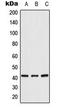 CRK Proto-Oncogene, Adaptor Protein antibody, LS-C353943, Lifespan Biosciences, Western Blot image 