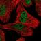 Oligosaccharyltransferase complex subunit OSTC antibody, PA5-66748, Invitrogen Antibodies, Immunofluorescence image 