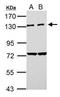 Protein Kinase N2 antibody, PA5-34784, Invitrogen Antibodies, Western Blot image 