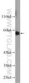 Metal regulatory transcription factor 1 antibody, 25383-1-AP, Proteintech Group, Western Blot image 
