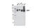 Lysosomal Associated Membrane Protein 1 antibody, 9091S, Cell Signaling Technology, Western Blot image 