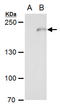 Complement C3 antibody, TA308855, Origene, Western Blot image 