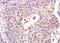 Mucosal Vascular Addressin Cell Adhesion Molecule 1 antibody, orb1067, Biorbyt, Immunohistochemistry paraffin image 