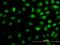 Mediator Complex Subunit 16 antibody, H00010025-M03, Novus Biologicals, Immunocytochemistry image 