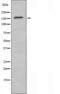 Neurotrophic factor antibody, orb228240, Biorbyt, Western Blot image 