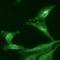 AHSA1 antibody, orb67360, Biorbyt, Immunofluorescence image 