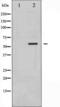 G3BP Stress Granule Assembly Factor 1 antibody, TA325490, Origene, Western Blot image 