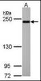 Protein Shroom2 antibody, orb89365, Biorbyt, Western Blot image 