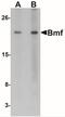 Bcl2 Modifying Factor antibody, NBP1-76666, Novus Biologicals, Western Blot image 
