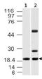 Interleukin-1 family member 7 antibody, A03607, Boster Biological Technology, Western Blot image 