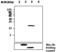 Dual Specificity Phosphatase 4 antibody, MA5-17225, Invitrogen Antibodies, Western Blot image 