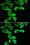 Striatin-3 antibody, 22-464, ProSci, Immunofluorescence image 