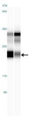 Collagen Type I Alpha 1 Chain antibody, NBP1-30054, Novus Biologicals, Western Blot image 