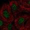 Docking Protein 7 antibody, PA5-63726, Invitrogen Antibodies, Immunofluorescence image 