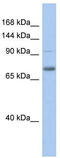 Zinc Finger With KRAB And SCAN Domains 5 antibody, TA330581, Origene, Western Blot image 