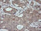 Mitogen-Activated Protein Kinase 9 antibody, LS-C174576, Lifespan Biosciences, Immunohistochemistry paraffin image 