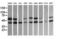 Mitogen-Activated Protein Kinase Kinase 2 antibody, LS-C337945, Lifespan Biosciences, Western Blot image 