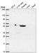 Metal Response Element Binding Transcription Factor 2 antibody, HPA069066, Atlas Antibodies, Western Blot image 