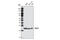 RAB11A, Member RAS Oncogene Family antibody, 3539S, Cell Signaling Technology, Western Blot image 