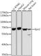 Epsin 2 antibody, 16-684, ProSci, Western Blot image 