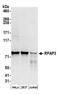 RNA Polymerase II Associated Protein 3 antibody, A304-854A, Bethyl Labs, Western Blot image 