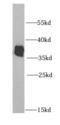 Heterogeneous Nuclear Ribonucleoprotein A2/B1 antibody, FNab03947, FineTest, Western Blot image 