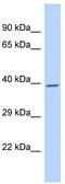 Pnr antibody, TA330222, Origene, Western Blot image 
