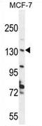 hUpf2 antibody, AP54472PU-N, Origene, Western Blot image 