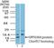 Succinate Dehydrogenase Complex Assembly Factor 4 antibody, PA5-73014, Invitrogen Antibodies, Western Blot image 