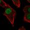 DNA Polymerase Mu antibody, HPA058900, Atlas Antibodies, Immunofluorescence image 