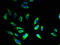 B Cell Receptor Associated Protein 31 antibody, A51753-100, Epigentek, Immunofluorescence image 