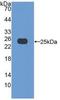 BAX antibody, LS-C685760, Lifespan Biosciences, Western Blot image 