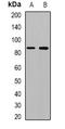Amyloid Beta Precursor Protein antibody, orb382636, Biorbyt, Western Blot image 
