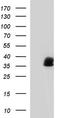 Annexin A1 antibody, TA590778, Origene, Western Blot image 