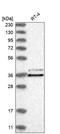 Chloride Nucleotide-Sensitive Channel 1A antibody, HPA031708, Atlas Antibodies, Western Blot image 