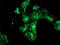 Proteasome Subunit Beta 9 antibody, TA504349, Origene, Immunofluorescence image 