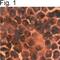 Peroxiredoxin III antibody, PA3-752, Invitrogen Antibodies, Immunohistochemistry frozen image 