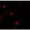 Yippee Like 1 antibody, MBS150883, MyBioSource, Immunofluorescence image 