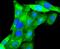 Aurora A antibody, NBP2-67498, Novus Biologicals, Immunocytochemistry image 