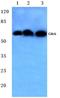 Cell division control protein 6 homolog antibody, AP06045PU-N, Origene, Western Blot image 