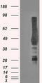 Carbonic Anhydrase 9 antibody, CF500623, Origene, Western Blot image 