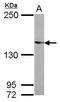 UPF2 Regulator Of Nonsense Mediated MRNA Decay antibody, GTX107694, GeneTex, Western Blot image 