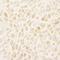 LEO1 Homolog, Paf1/RNA Polymerase II Complex Component antibody, IHC-00573, Bethyl Labs, Immunohistochemistry frozen image 