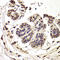 Integrator Complex Subunit 6 antibody, LS-C334844, Lifespan Biosciences, Immunohistochemistry frozen image 