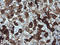 Deleted In Primary Ciliary Dyskinesia Homolog (Mouse) antibody, LS-C174388, Lifespan Biosciences, Immunohistochemistry paraffin image 