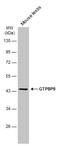 Obg Like ATPase 1 antibody, GTX118605, GeneTex, Western Blot image 